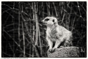 20150328-IMG_6625-Bearbeitet-Bearbeitet